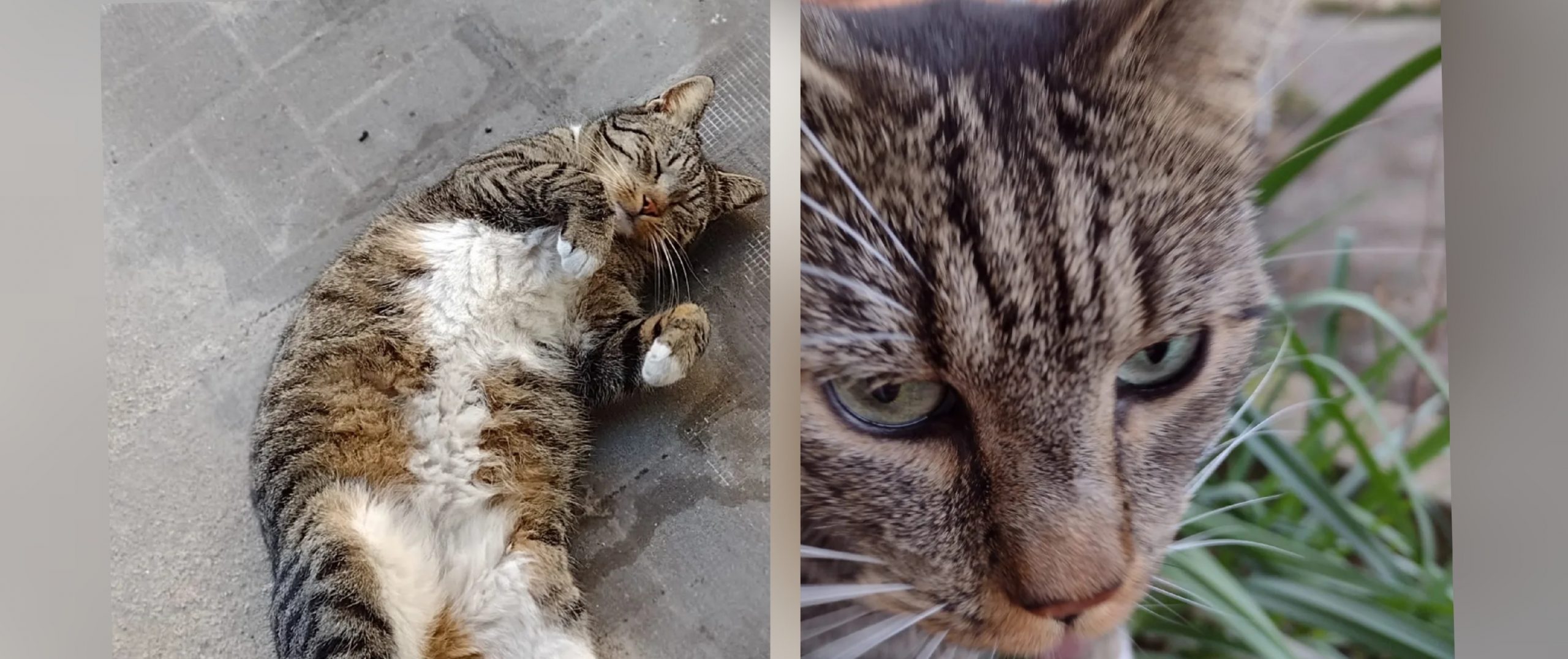 Sos a Cagliari, scomparsa Titti da via Lunigiana: aiutiamo tutti per ritrovarla!