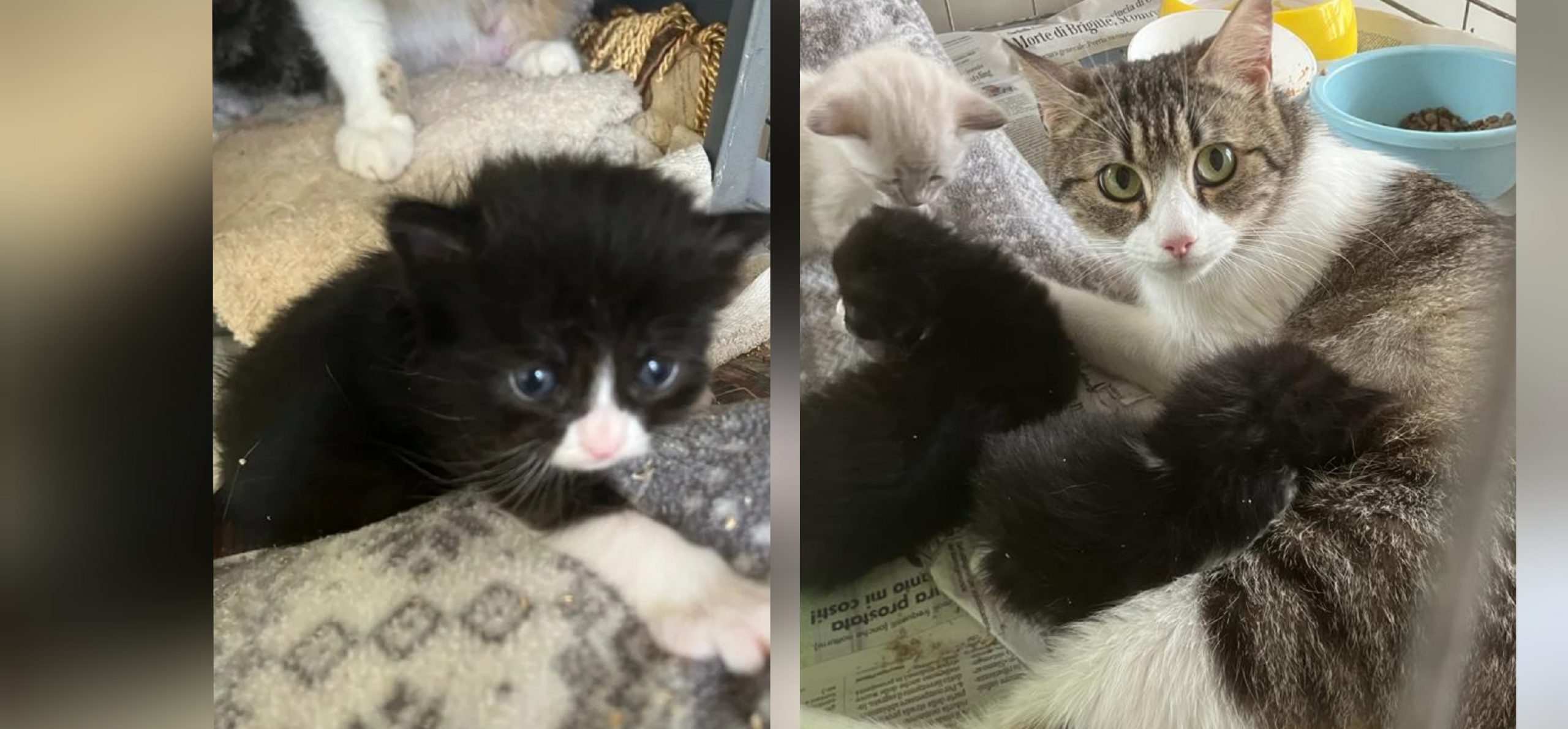 Assemini, scatta l’adozione del cuore per Cornelia e i suoi dolcissimi gattini nati tre settimane fa