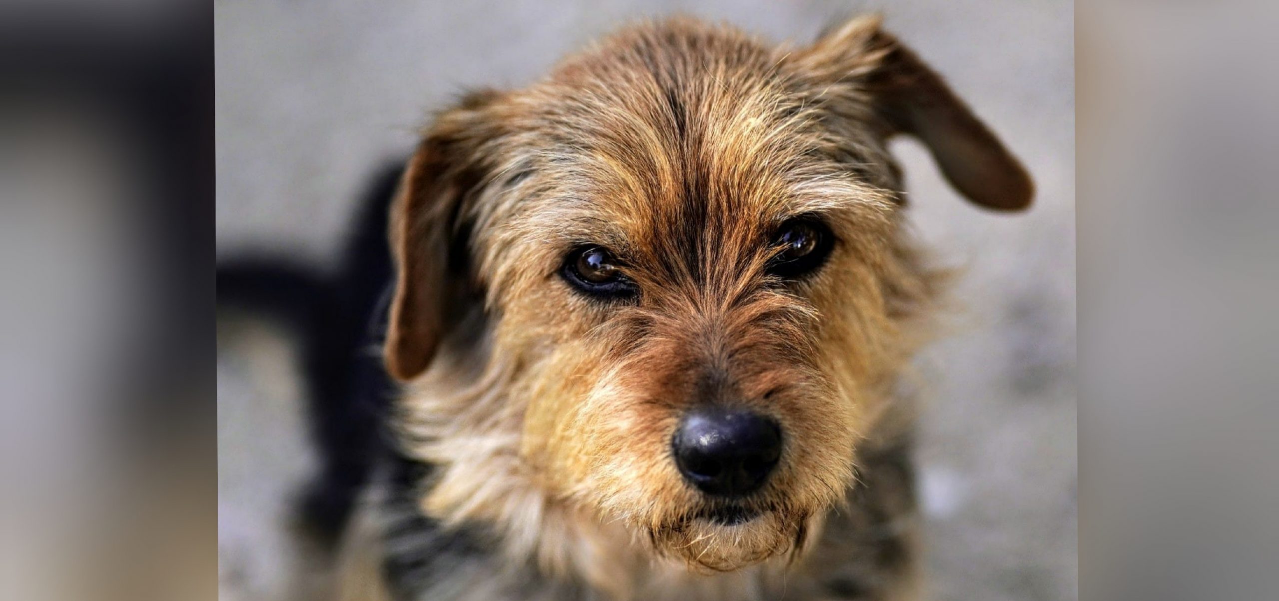 Spino, abbandonato ingiustamente nelle campagne di Castiadas: ora cerchiamo l’adozione del cuore