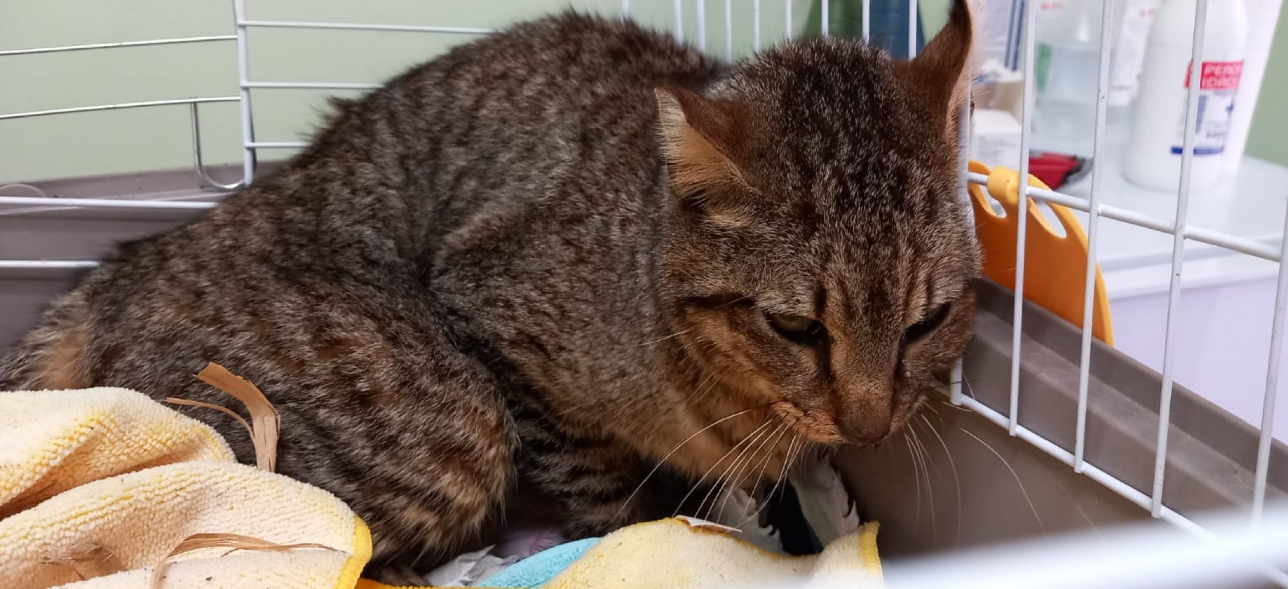 Continua la strage di gatti avvelenati in via Amalfi a Quartu, aperta raccolta per le spese veterinarie