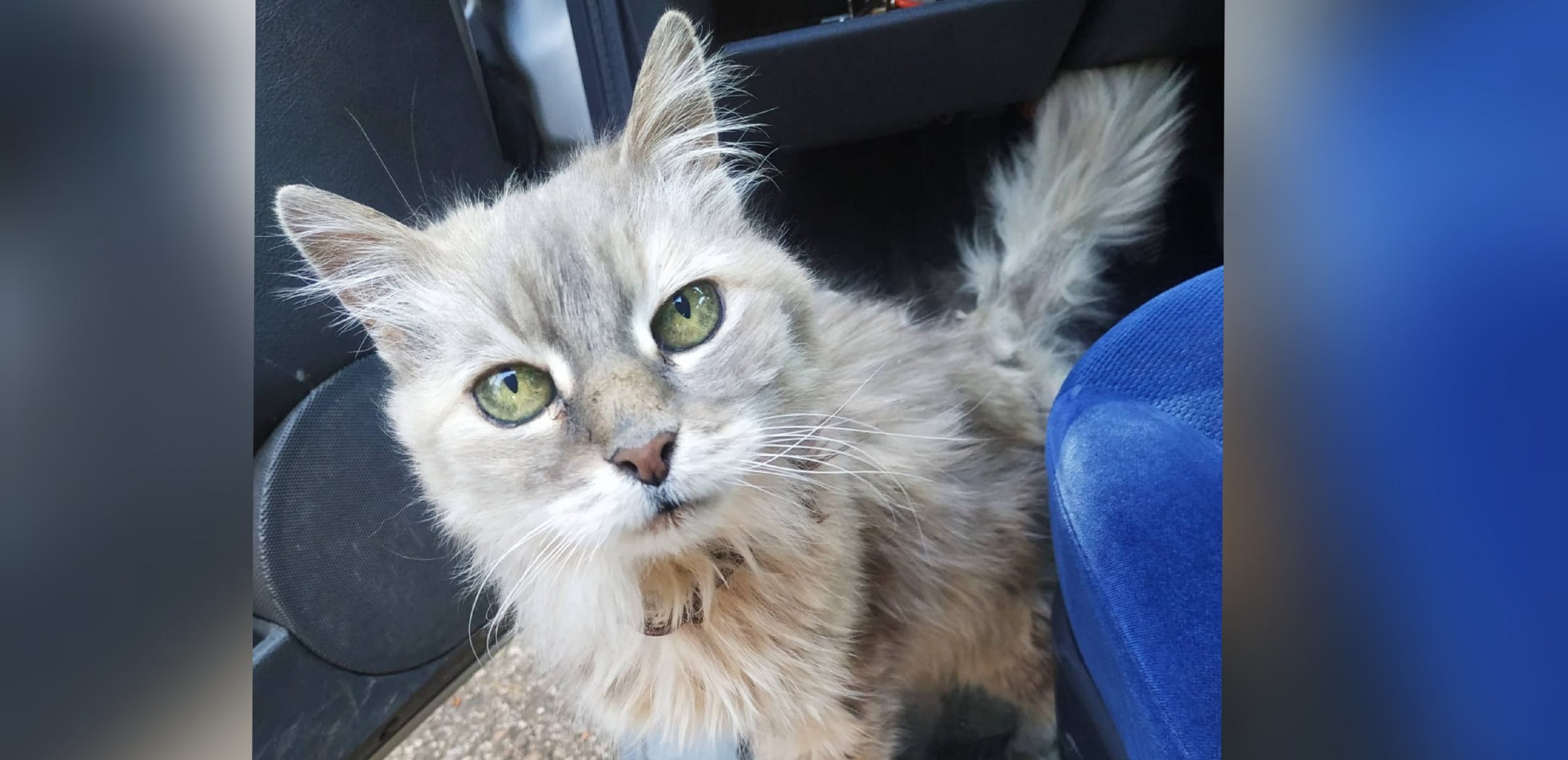 Radio Zampetta Sarda: Dalia, abbandonata a 20 anni cerca casa