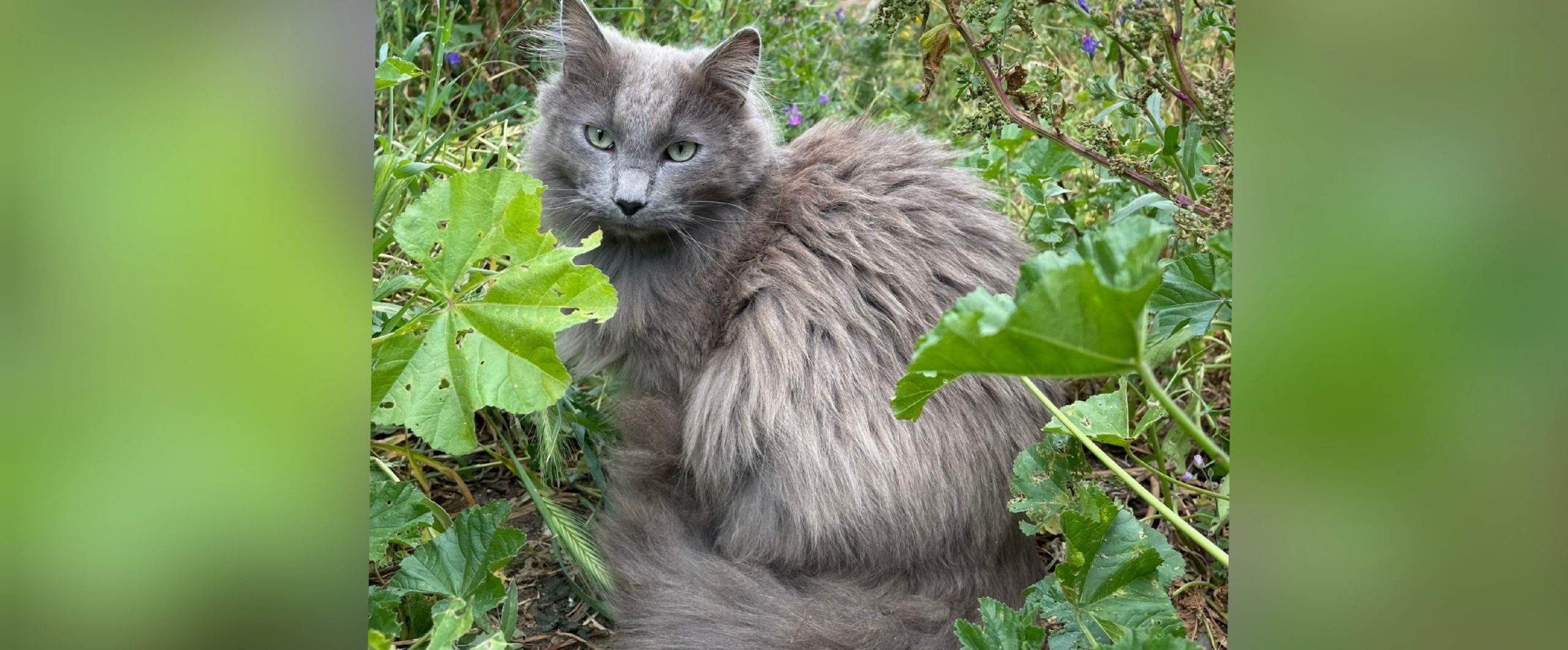 Il dolce Cippi cerca casa, appello a Radio Zampetta Sarda