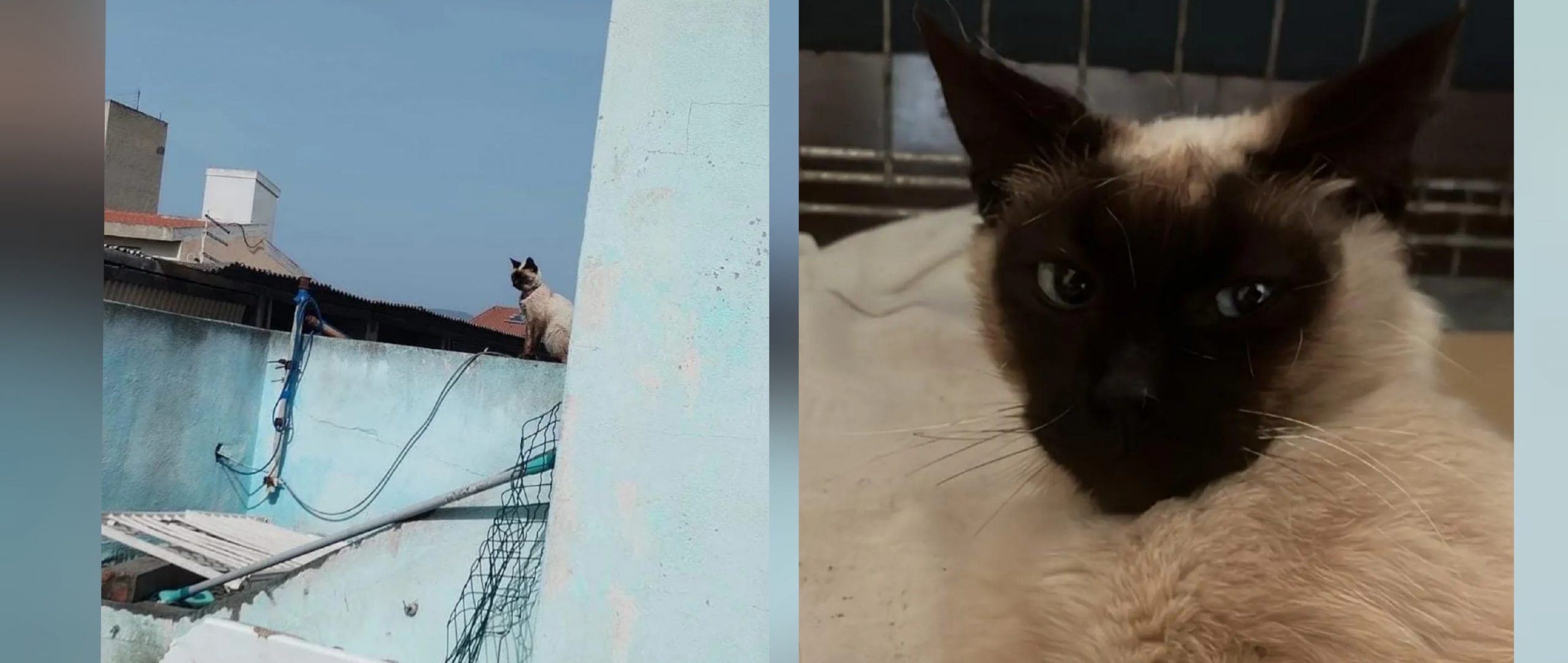 Rachele, abbandonata a Quartu: appello a Radio Zampetta Sarda