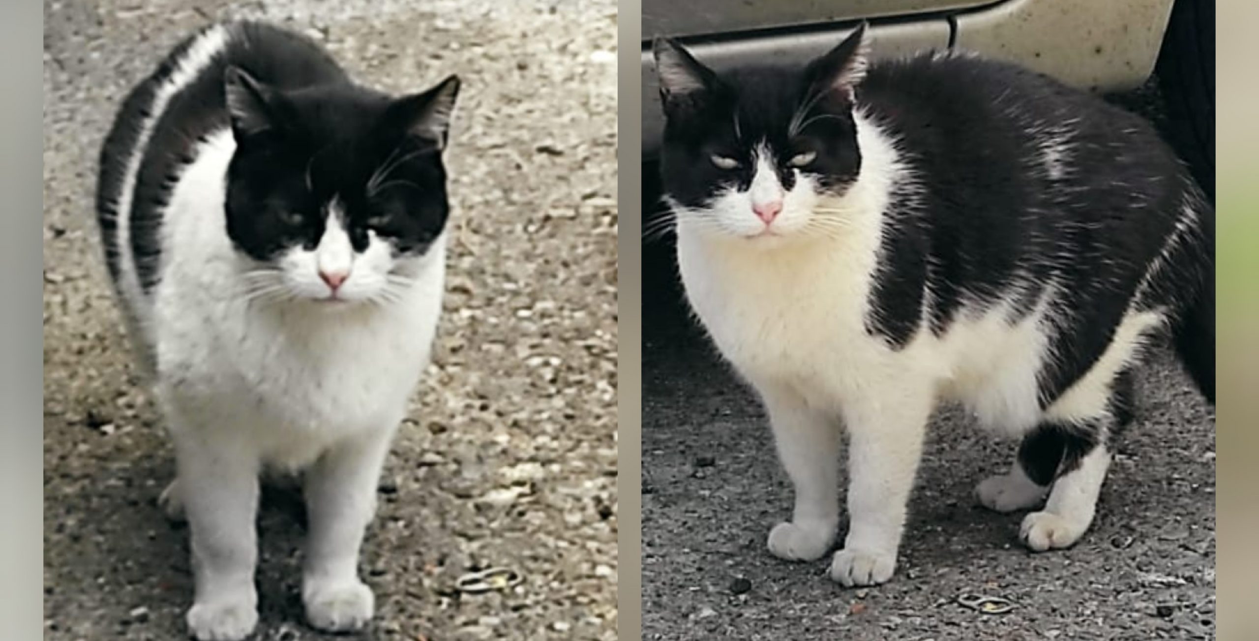 Bobo cerca adozione per la vita: sos a Radio Zampetta Sarda