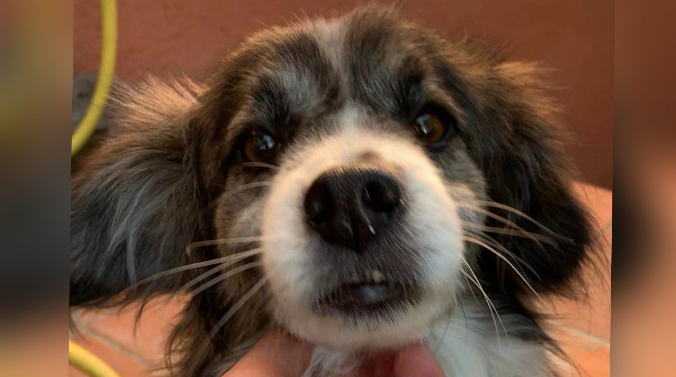 Il padrone è malato, adozione del cuore per Lucio