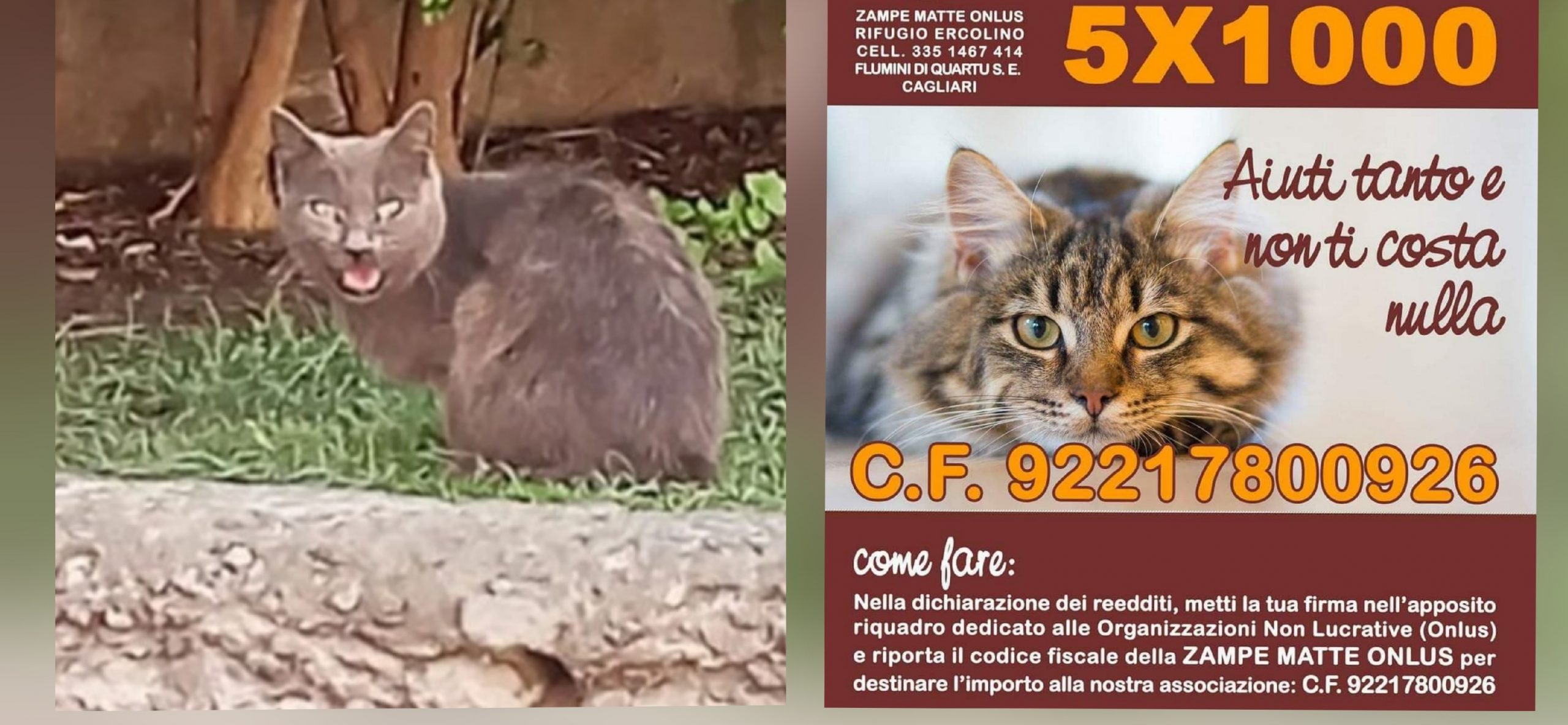Gatta recuperata a Quartu, aperta una raccolta fondi per le cure