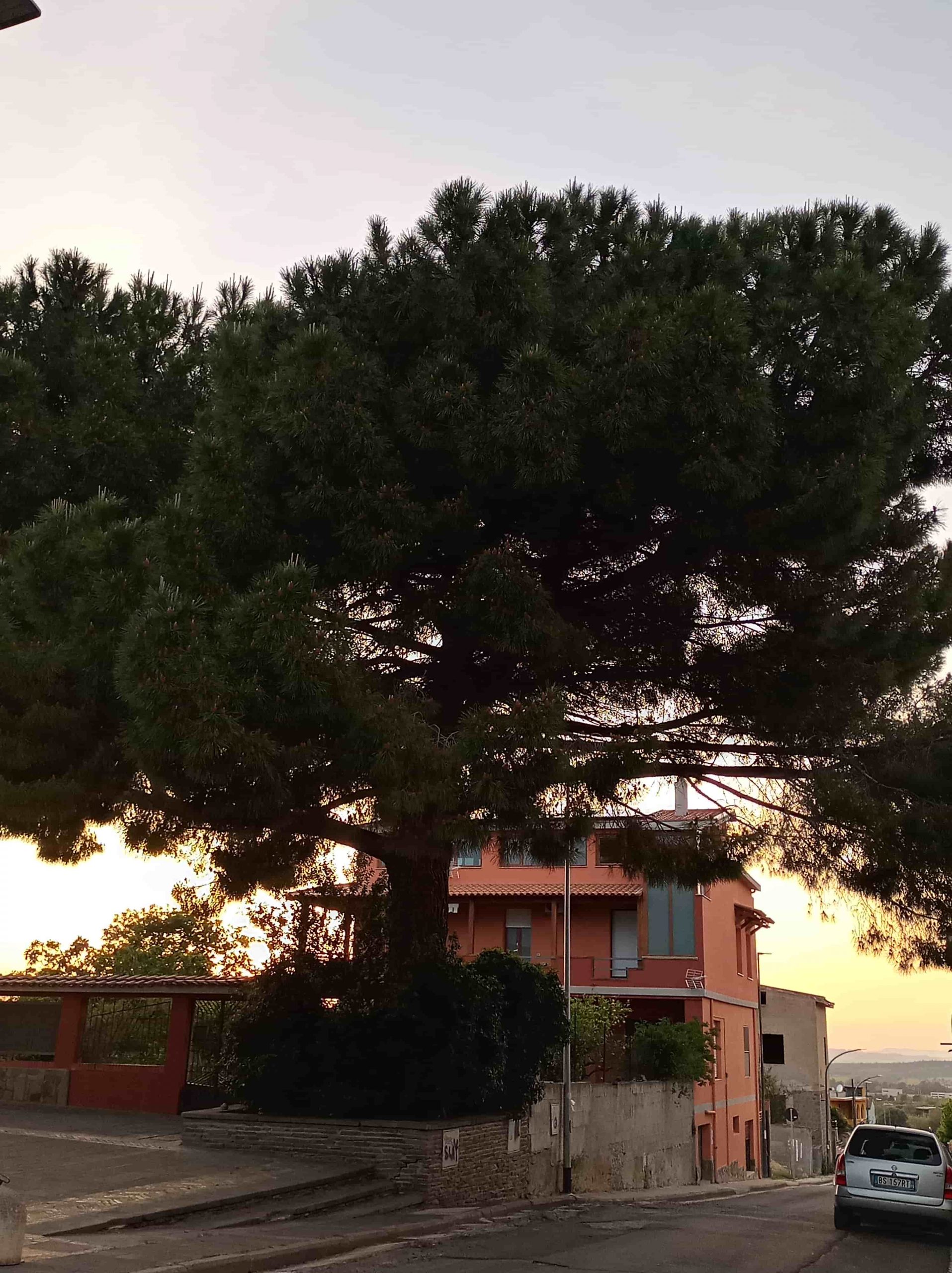 I timori del Grig a Dolianova: “La pista ciclabile taglierà il maestoso pino di via Santa Maria?”