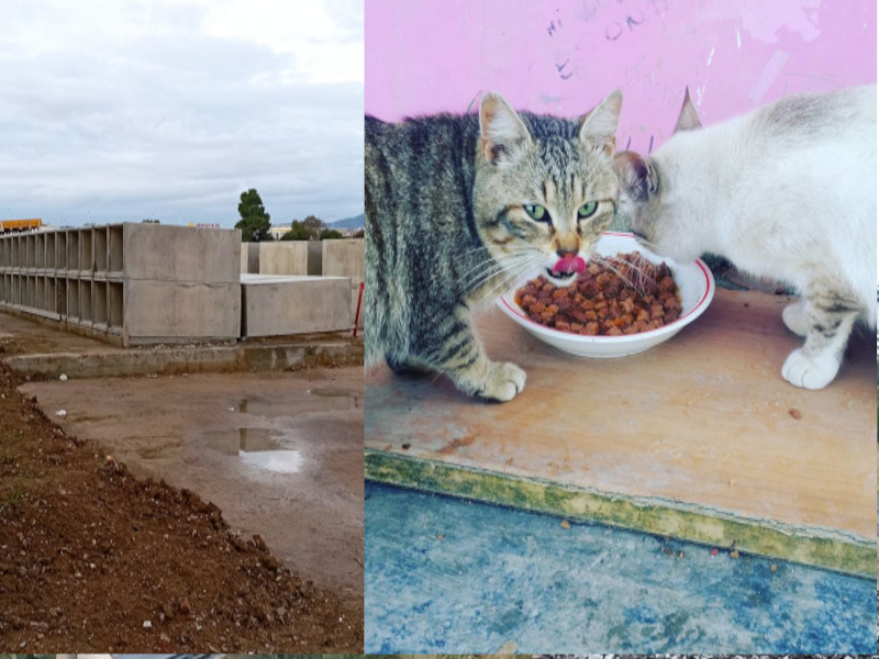 Il cimitero di Quartu si allarga e il Comune salva la colonia felina: Nuova casa per i gatti”