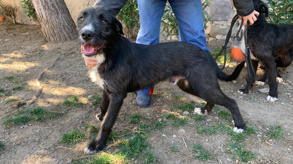 Adotta un cane dal canile di Cagliari: vi presentiamo Cesio