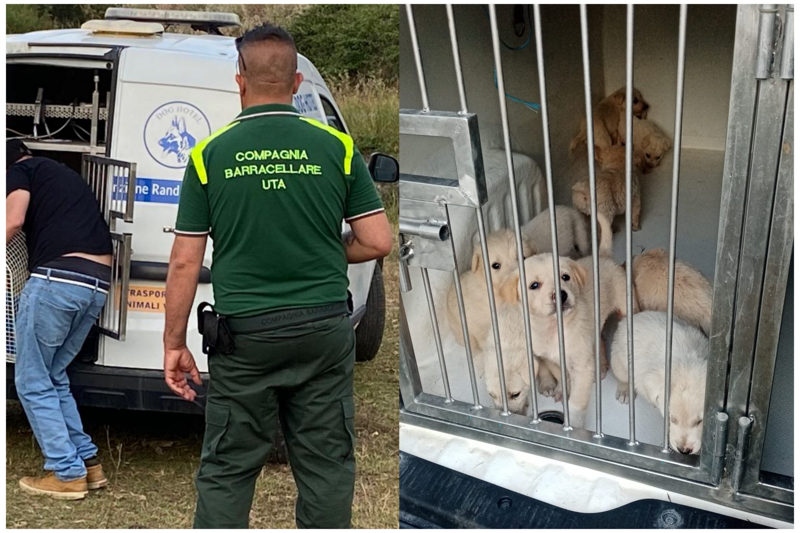 Uta, 10 cagnolini chiusi in un sacco gettato nel canale salvati dai barracelli