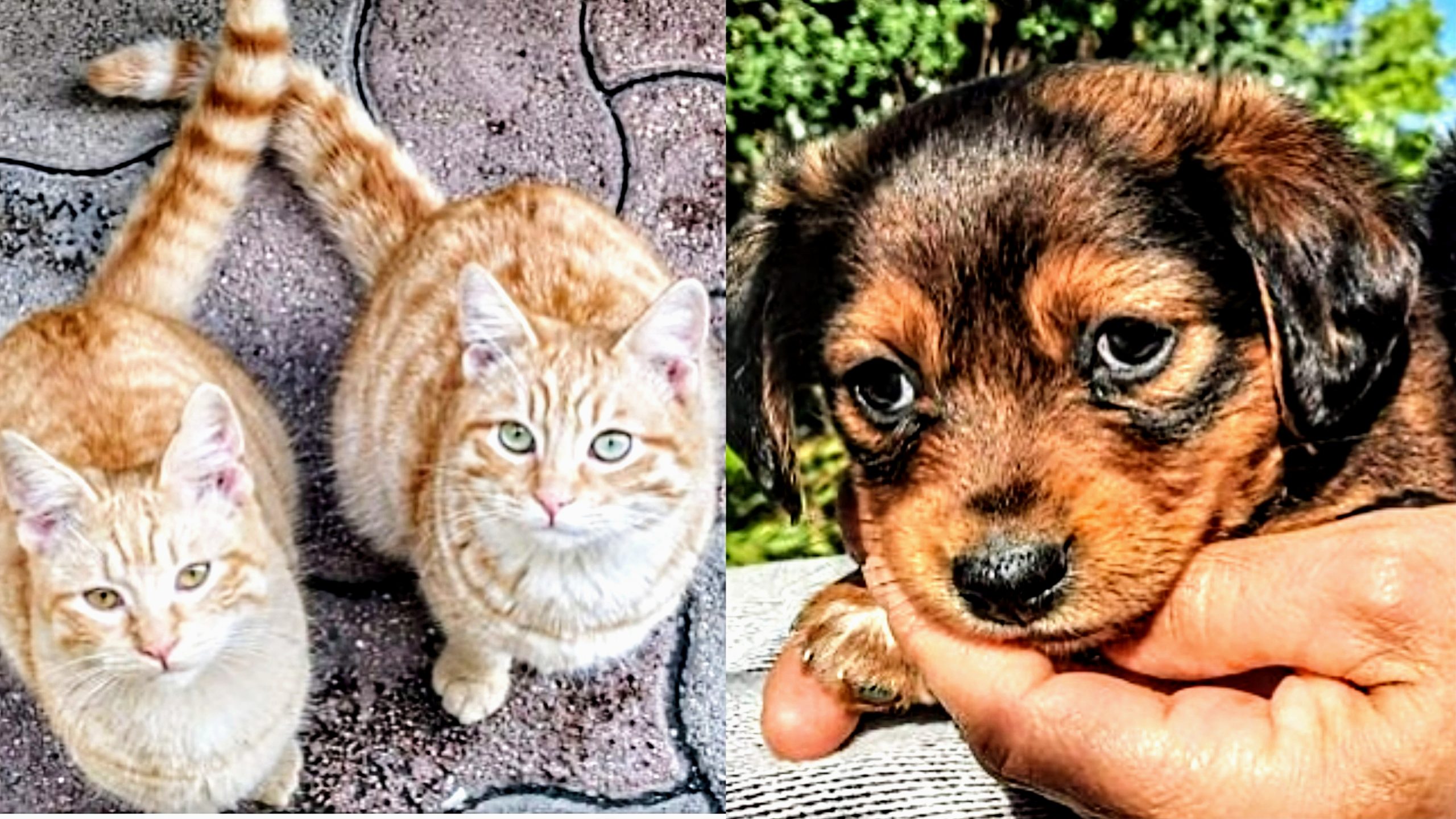 A Monserrato fondi per adottare gli amici a quattro zampe e per sostenere le colonie feline