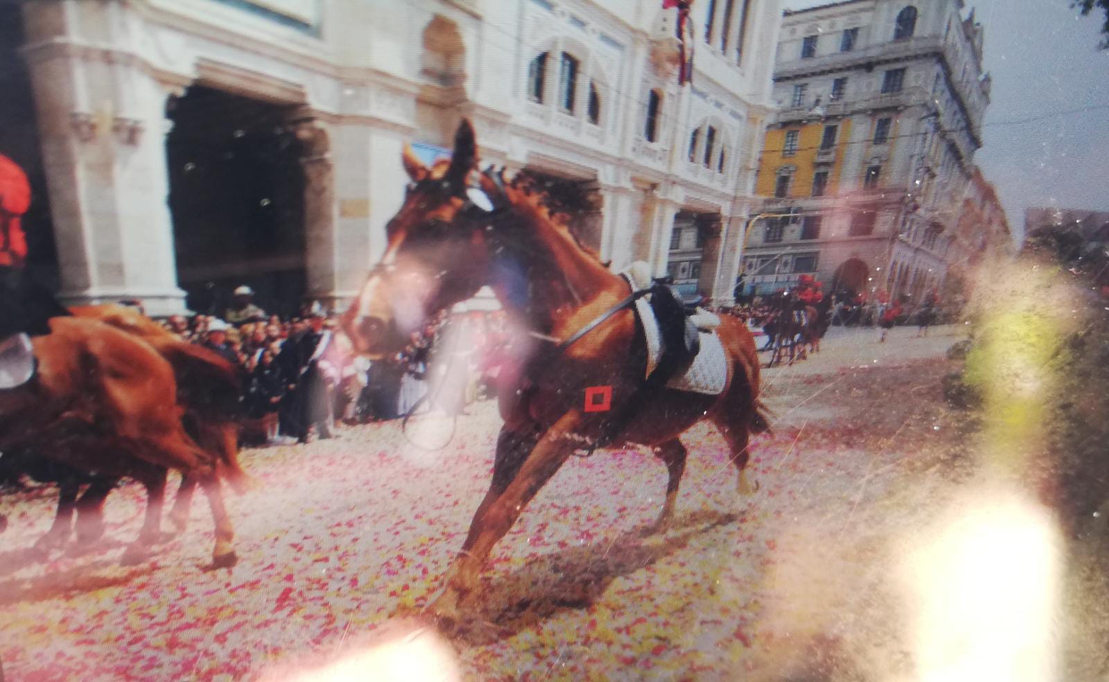 Cagliari, paura durante Sant’Efisio: cavallo impazzito rischia di travolgere fedeli e fotografi