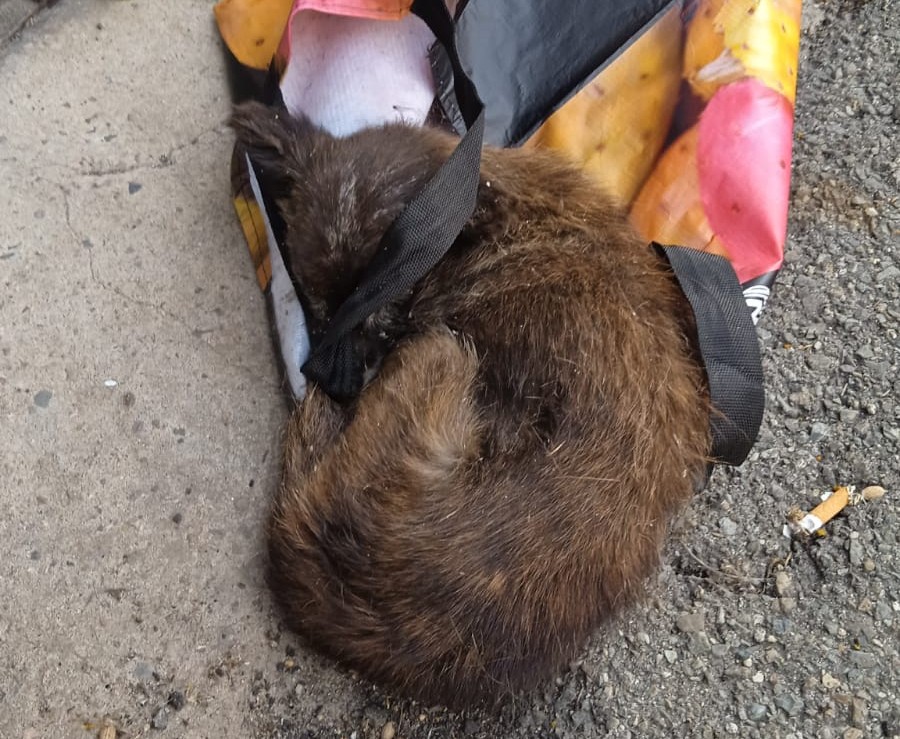 Siliqua, cagnolino abbandonato dentro una busta e gettato in strada