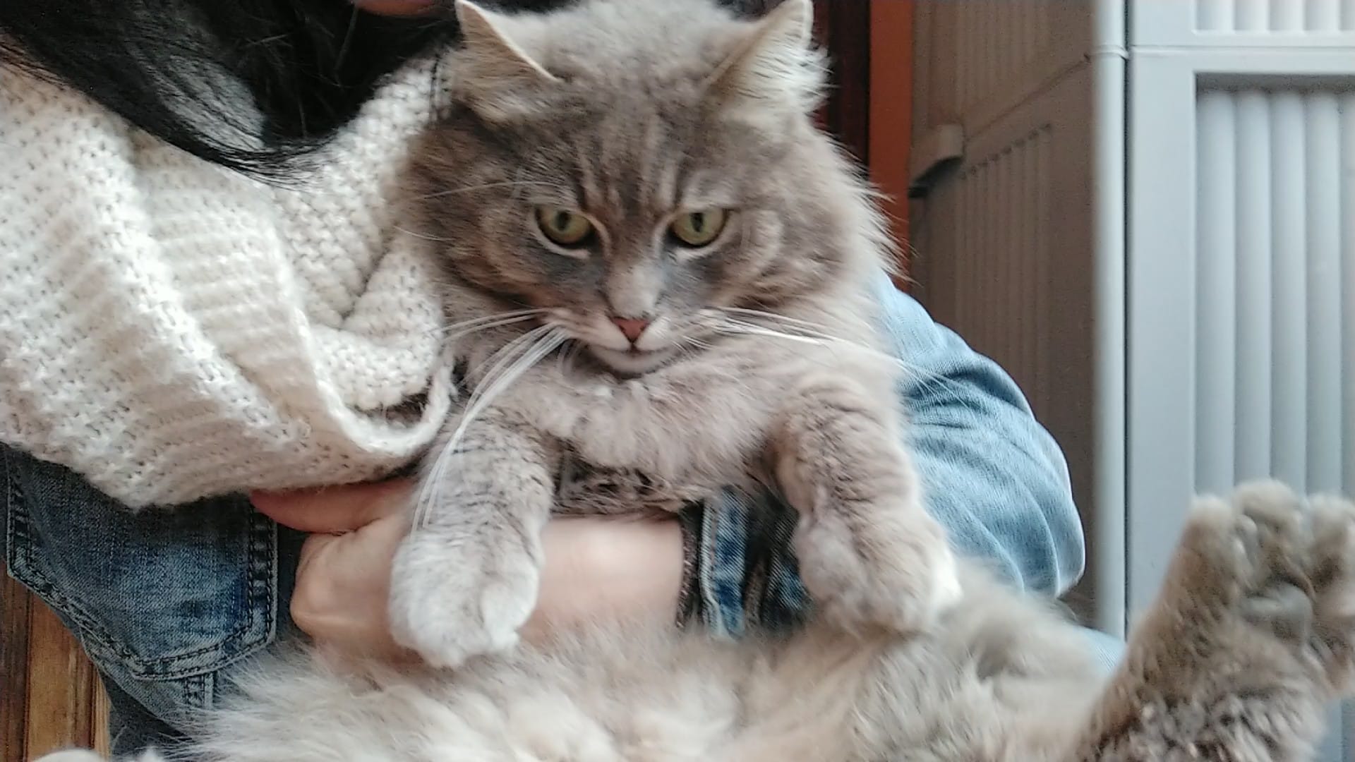 L’appello di Sonia Casula da Muravera per la sparizione di Tucco