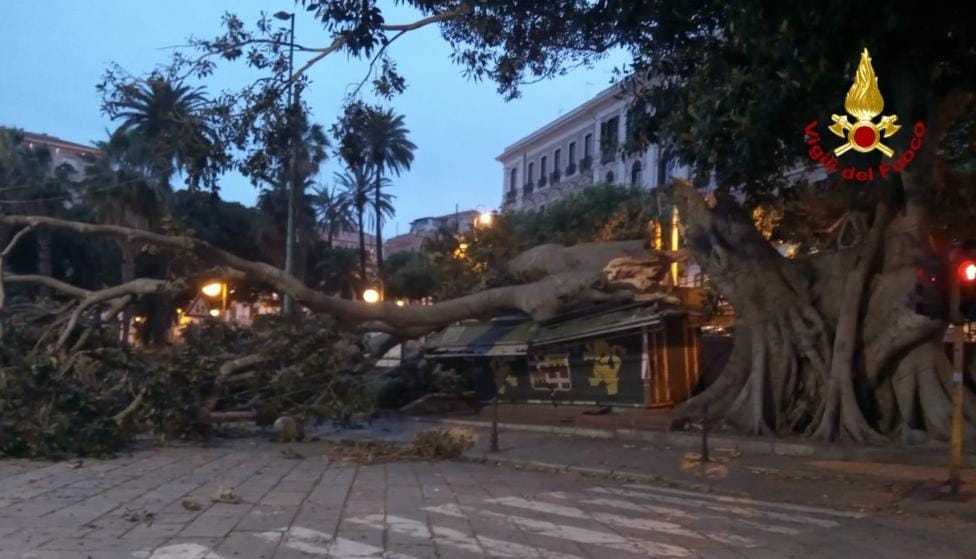 Cagliari, tragedia sfiorata in via Roma: ramo gigantesco del vecchio ficus crolla e distrugge l’edicola