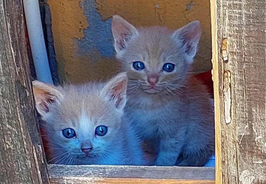 Radio Zampetta Sarda, adozione del cuore per due micromicini letteralmente inseparabili