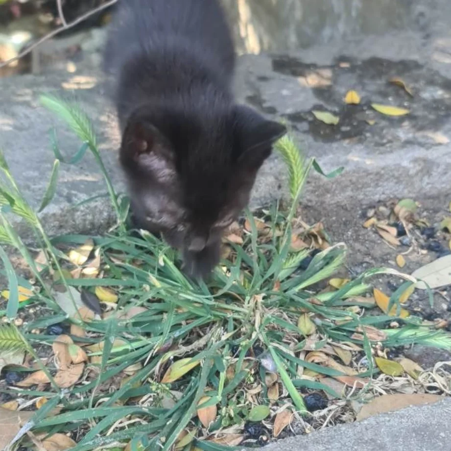 Sos a Radio Zampetta Sarda: micino di poche settimane rischia la vita in viale La Playa a Cagliari