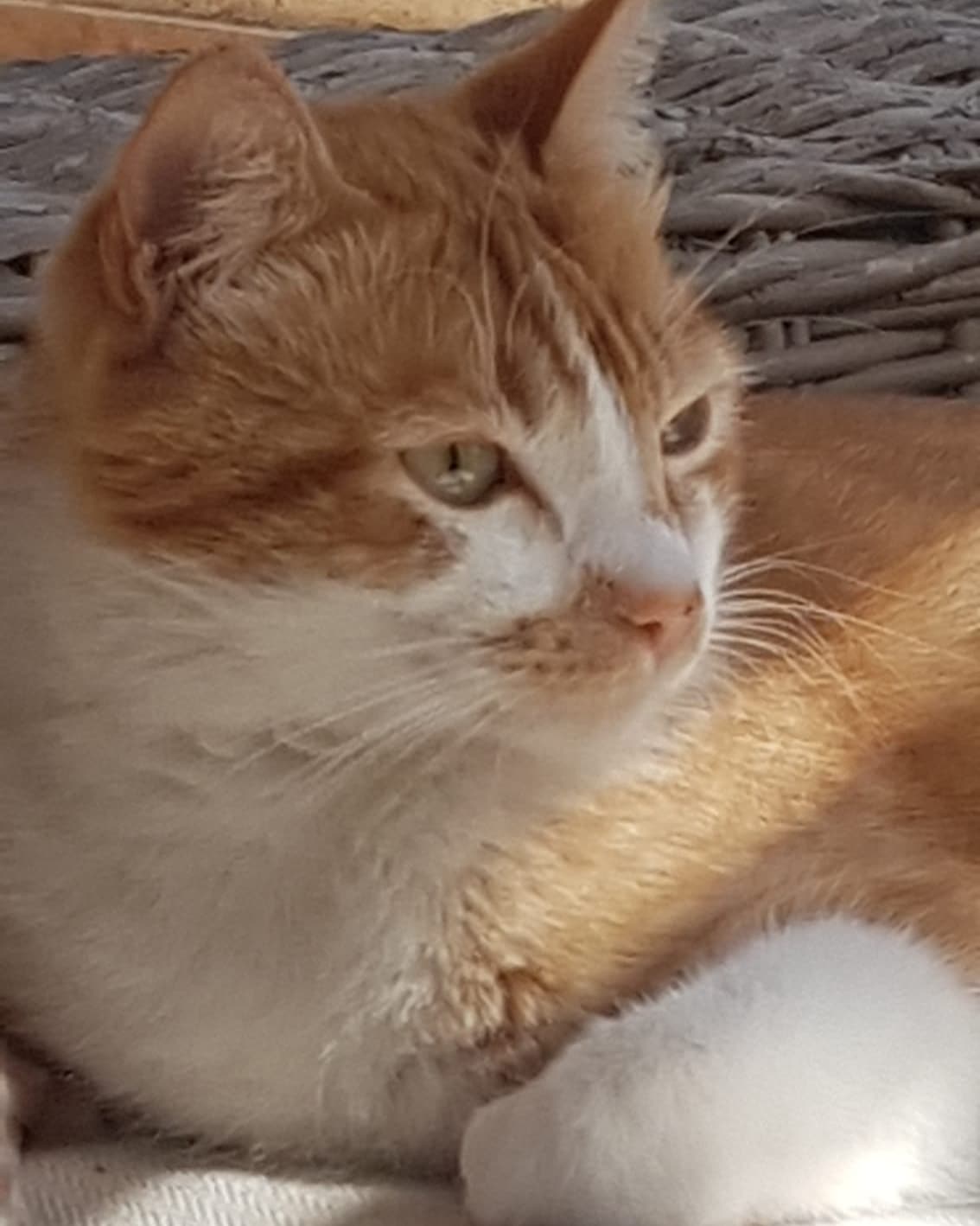 Arci è scomparso da via San Benedetto a Cagliari, qualcuno lo ha visto?