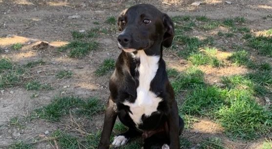 Adotta un cane dal canile di Cagliari: Ikea, chiacchierone di 6 mesi