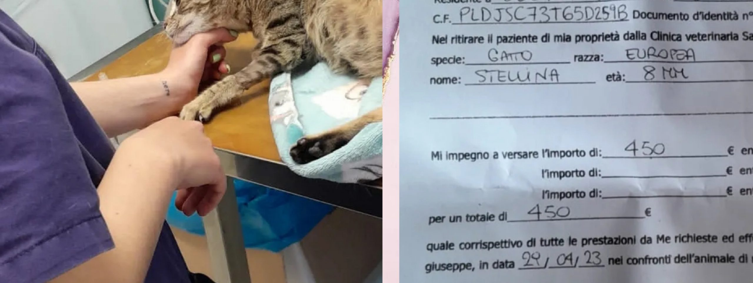 Sos per una gatta, aperta raccolta fondi per le cure