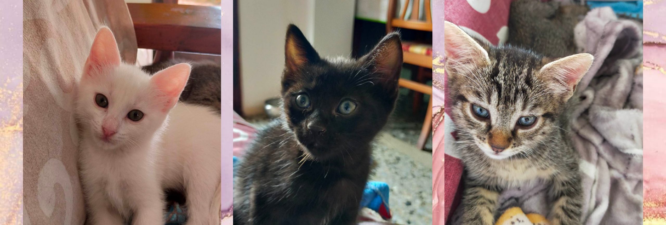 Radio Zampetta Sarda: adozione del cuore per 5 gattini