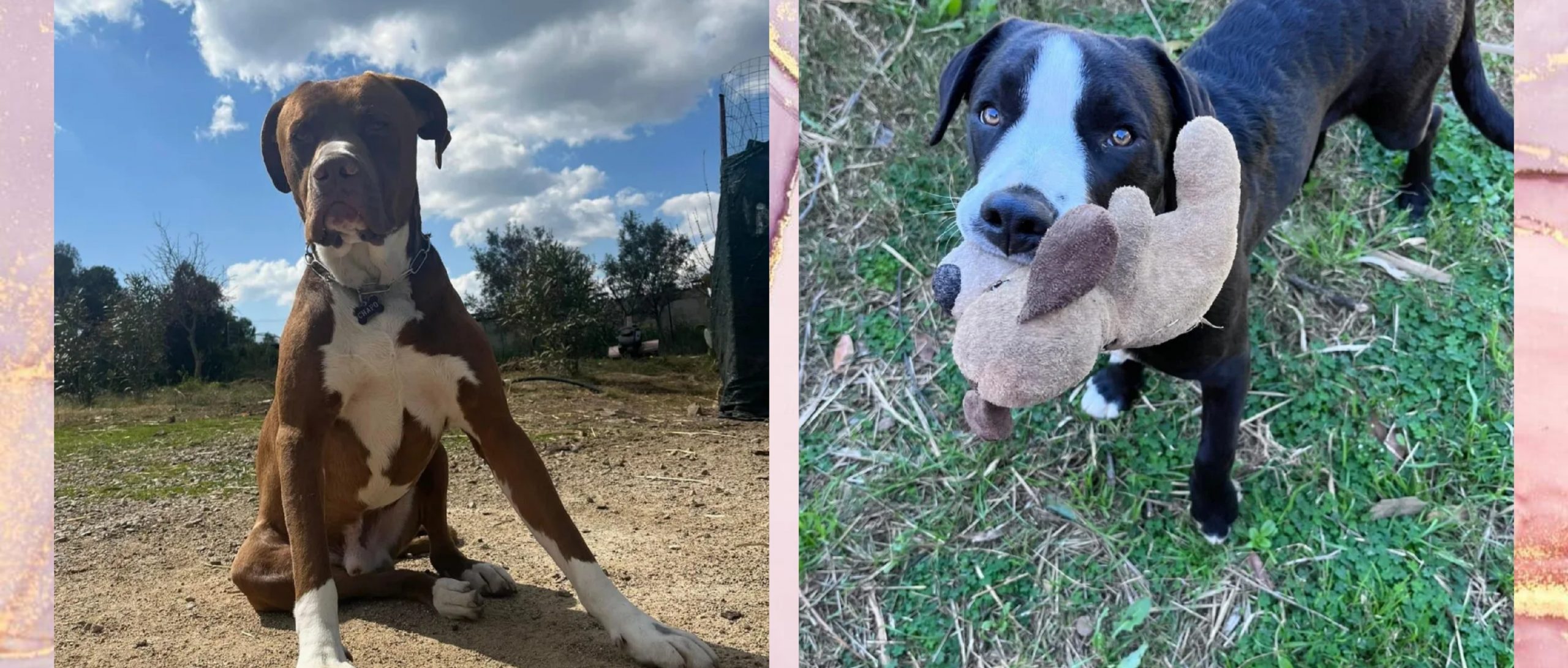 Chapo e Nina smarriti a Maracalagonis: sos a Radio Zampetta Sarda