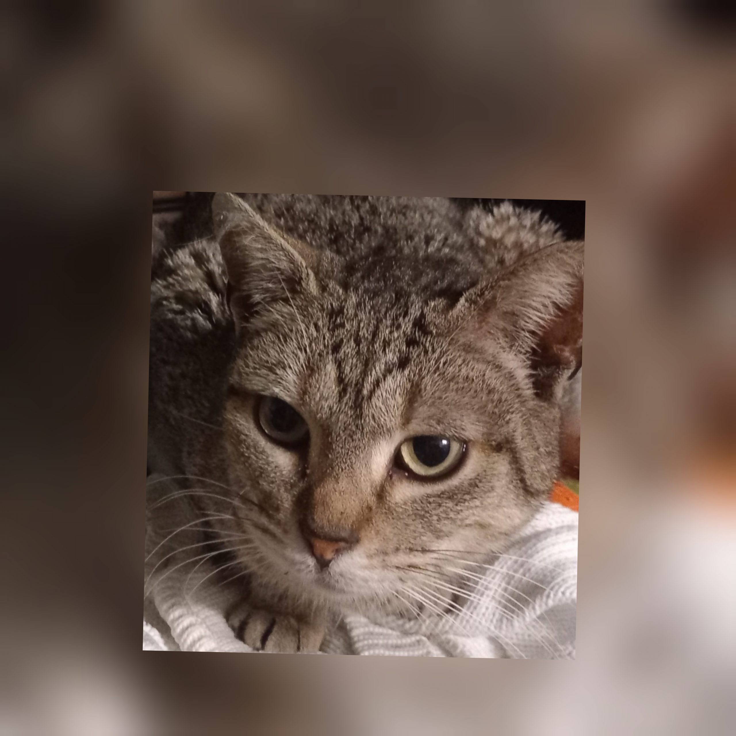 Radio Zampetta Sarda: “Adozione del cuore per la dolce gattina Pipy”