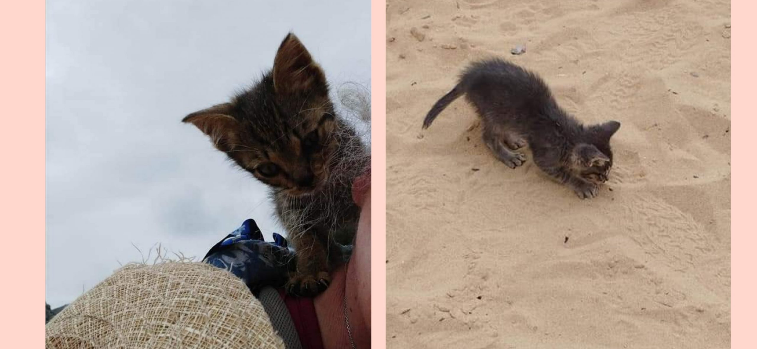 Sos a Radio Zampetta: “Quattro micini di poche settimane soli tra le dune di Portixeddu, chi li salva?”