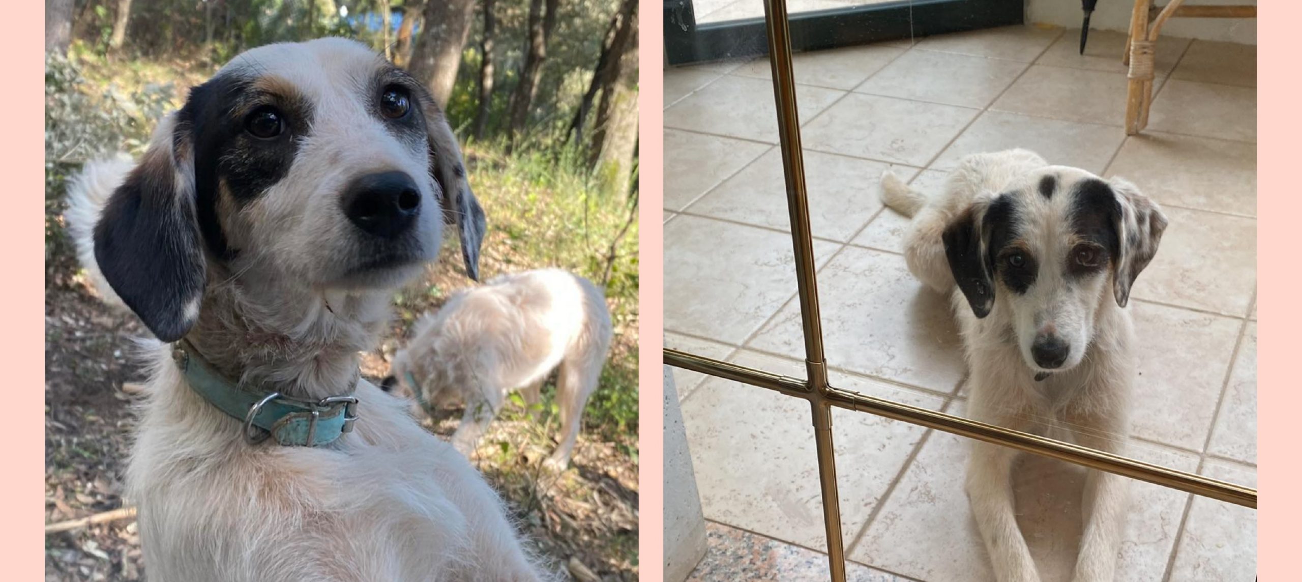 Radio Zampetta Sarda, smarrita cagnolina bianca a Teulada: chi la riconosce?