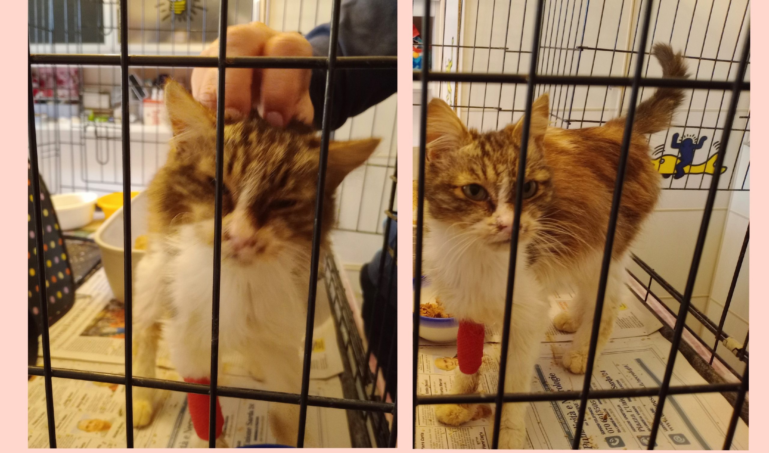 Nina, la gattina vittima di maltrattamenti: “Ha partorito figli morti ed è denutrita, vi prego salviamola”