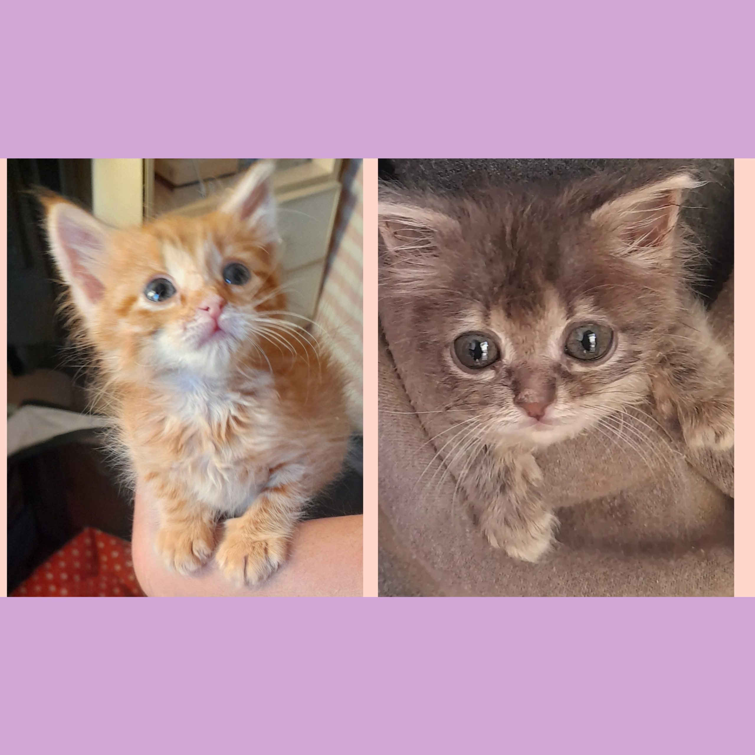 Appello a Radio Zampetta Sarda, cercasi adozione di coppia per due gattini