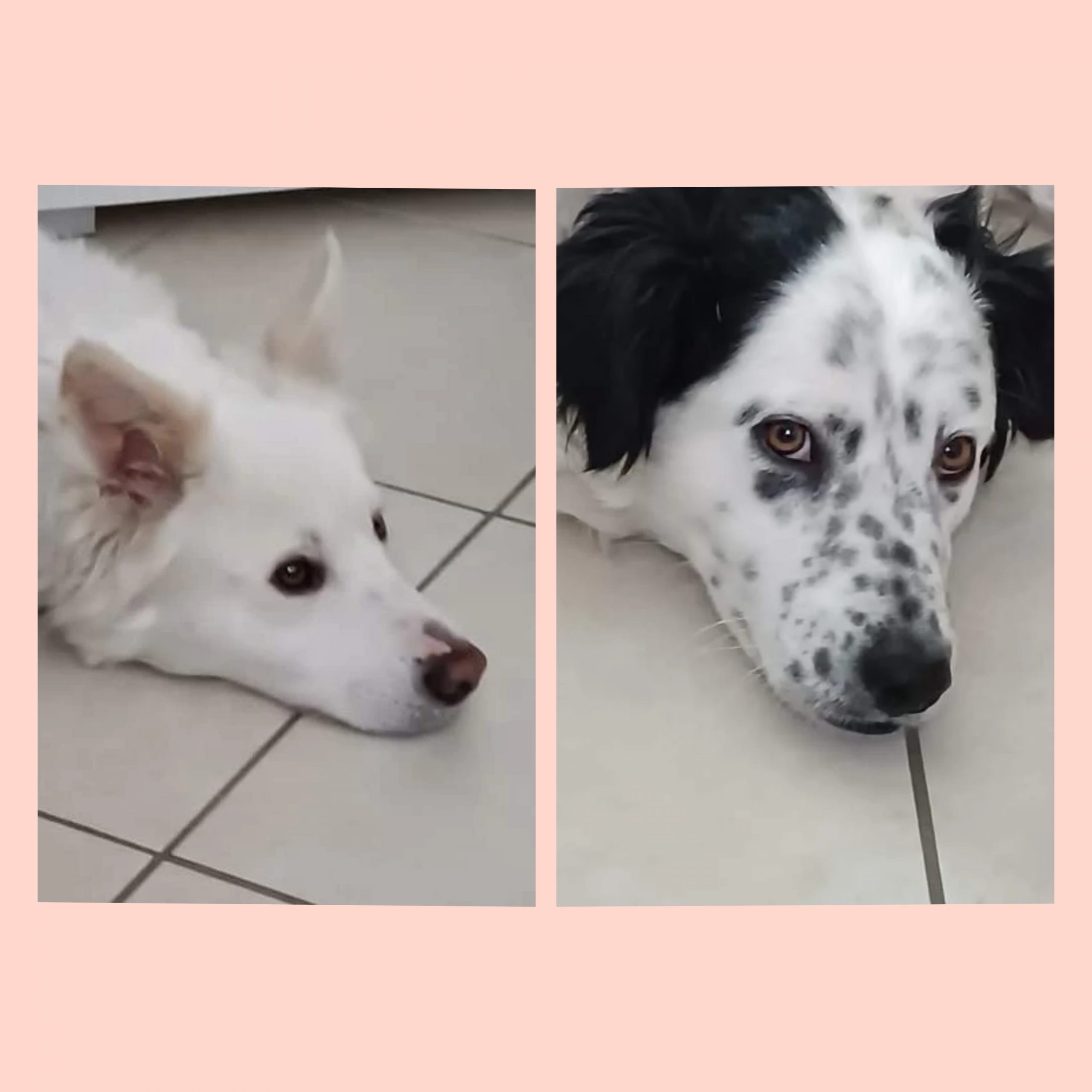 Il padrone è gravemente malato, si cerca adozione per i suoi 2 cagnolini