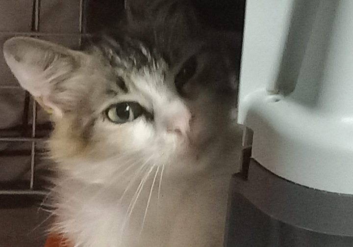 Appello a Radio Zampetta Sarda: “La dolcissima Storty aspetta tanto amore e un’adozione del cuore”