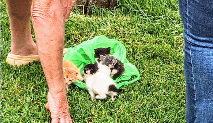 Pula, quattro gattini chiusi in una busta e gettati nella spazzatura: salvati da due turisti