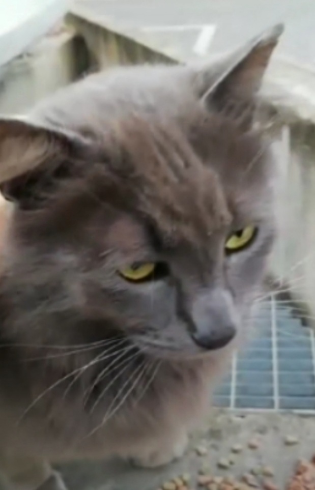 Sos per Gris, i suoi occhi chiedono l’amore di una famiglia
