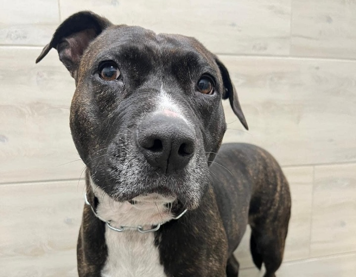 Morgana è scappata a Capoterra: l’appello per ritrovarla