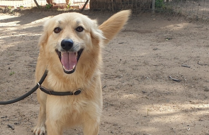 Adotta un cane dal canile di Cagliari: Fufy ti aspetta