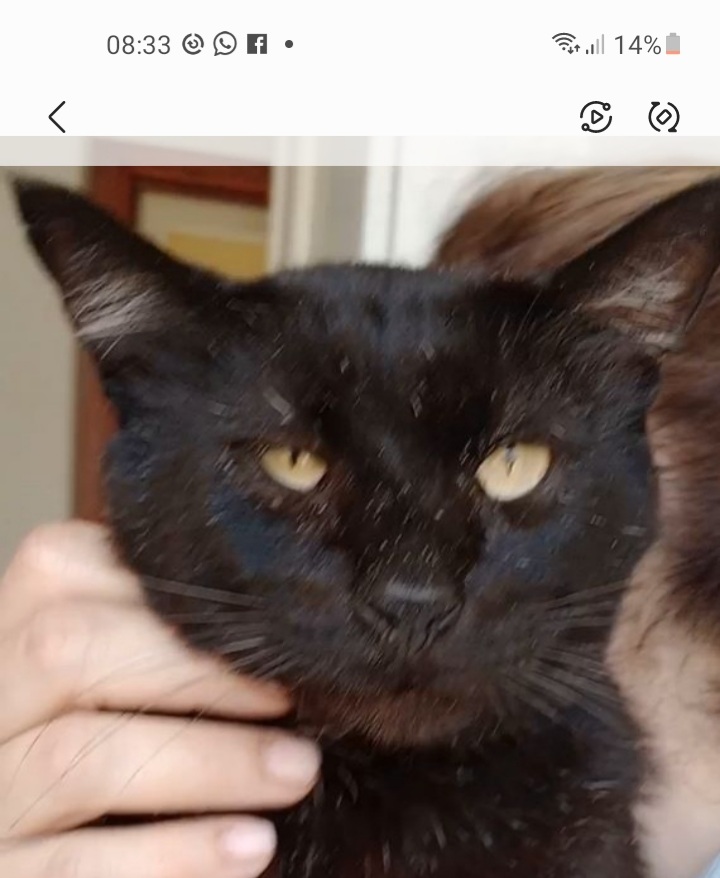 Ulisse cerca adozione del cuore: appello a Radio Zampetta Sarda