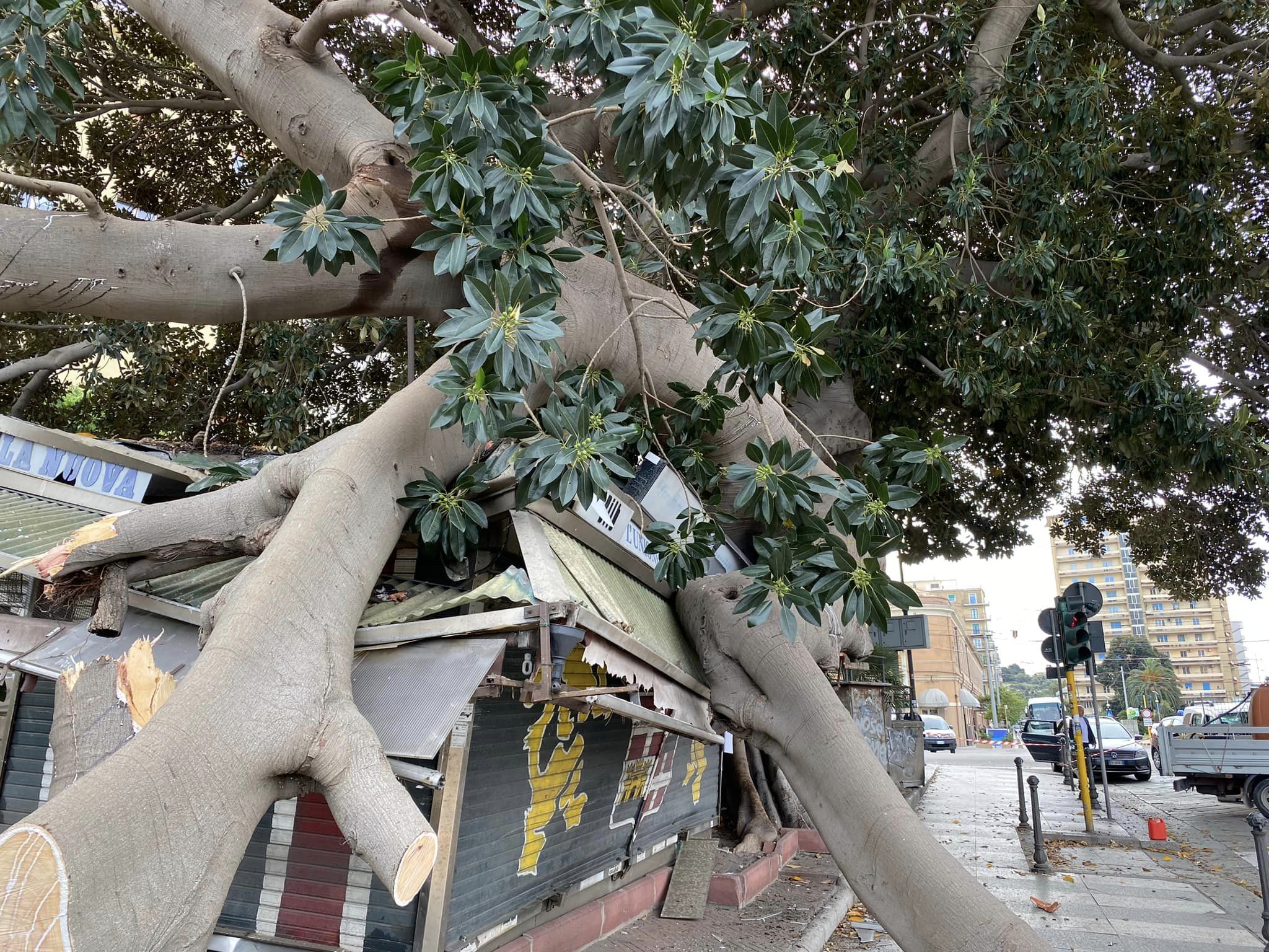 Albero secolare crollato a Cagliari, il Comune: “Non dava segni di cedimento, la colpa è dei parassiti”