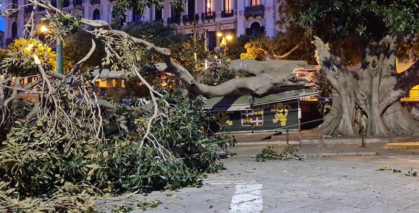 Ficus secolare crollato a Cagliari, l’appello già 2 anni fa: “Per il bene dell’albero spostate quell’edicola”