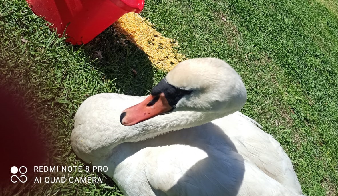 Appello dal parco di Monte Claro a Cagliari: “Il cigno Ugo sta male, aiutatelo”
