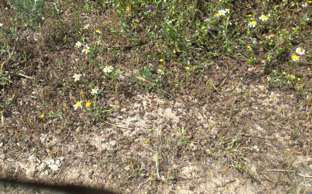 Le cavallette continuano a dilagare nelle campagne sarde: “Colpiti centomila ettari di terreni”