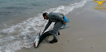 Calasetta, la Forestale assiste alla nascita di 20 piccoli di squalo blu