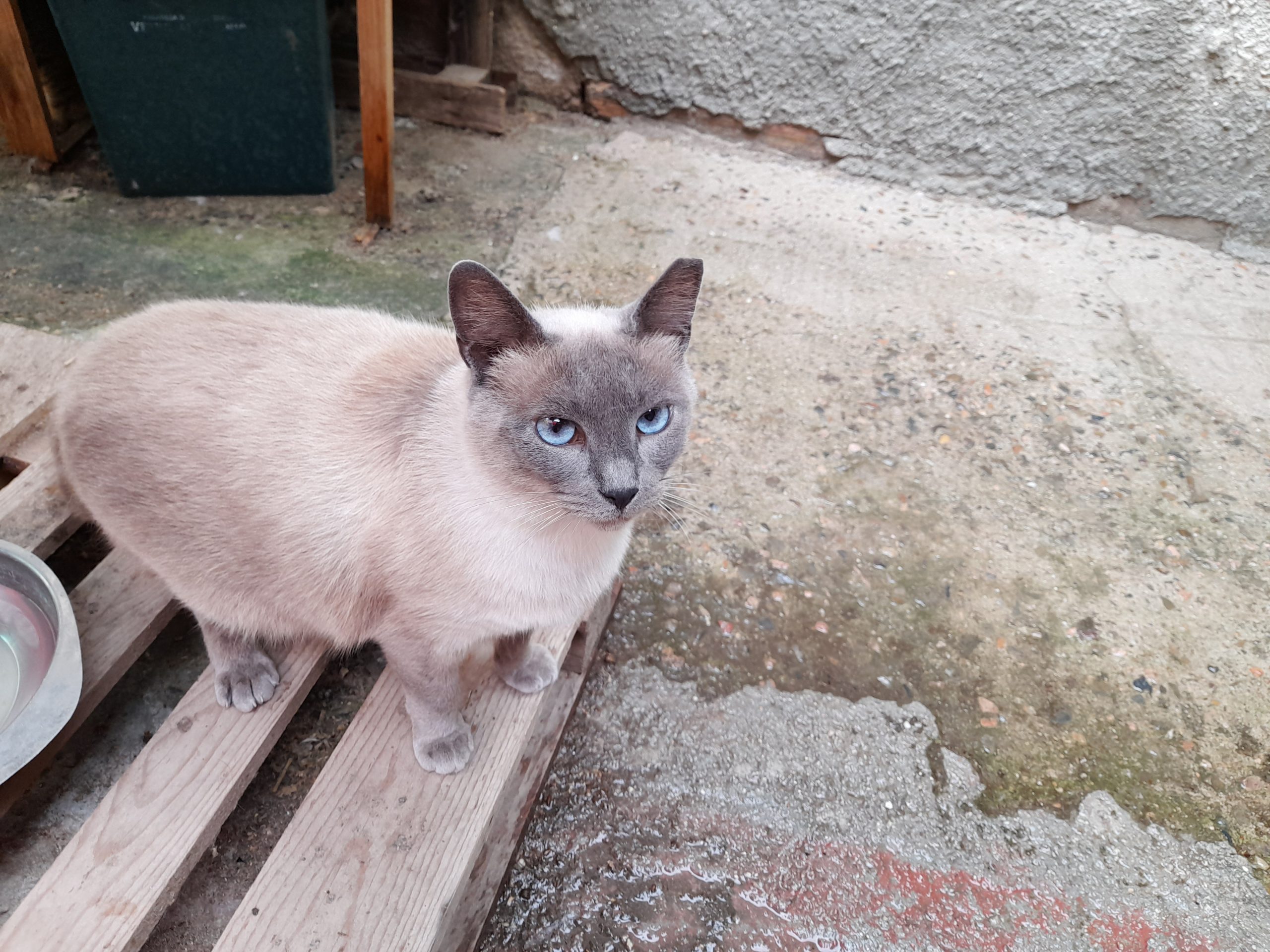 20 gatti sfrattati a Quartu, si cerca un rudere per ospitarli