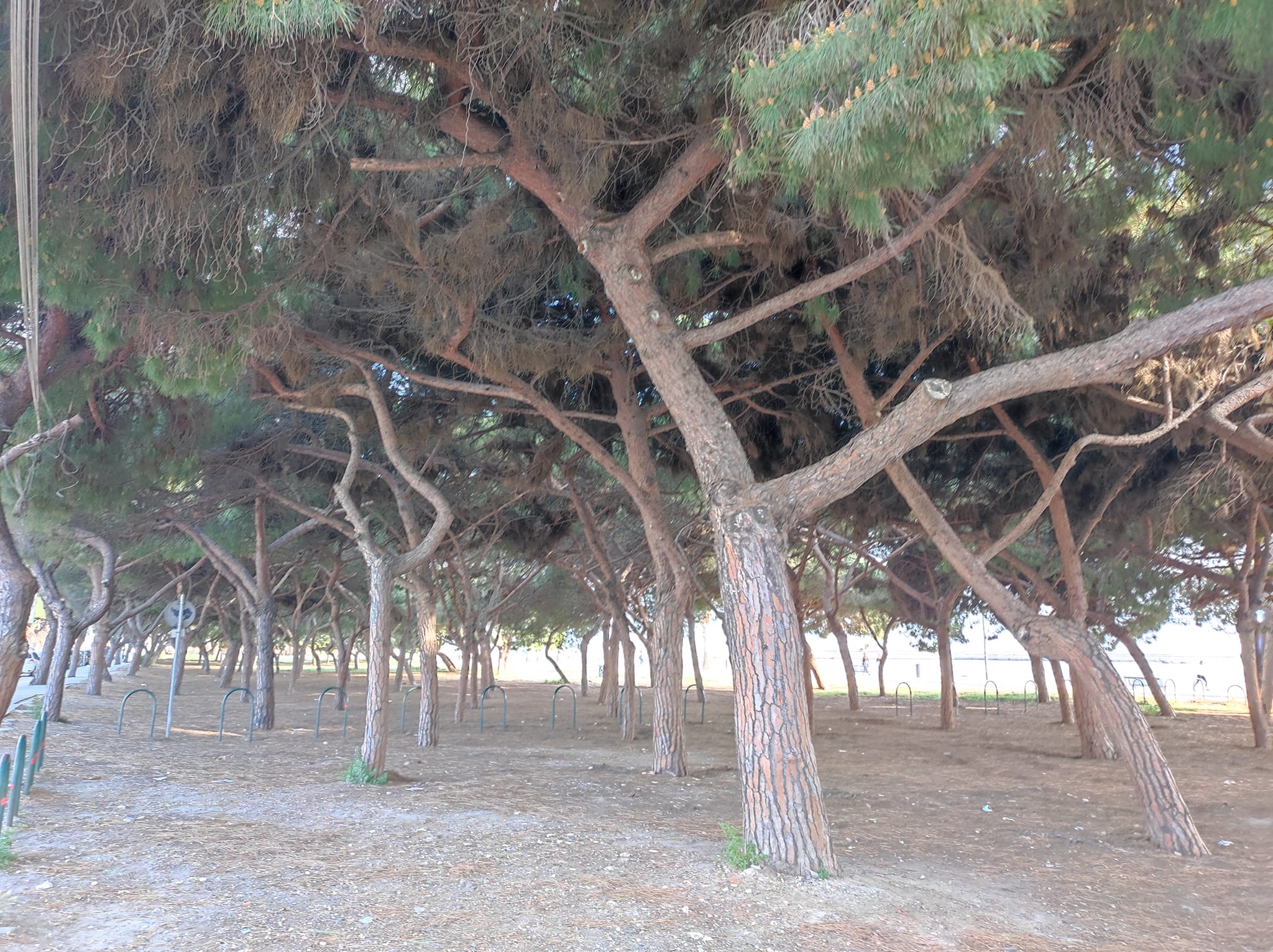 Guanti e scope, i detenuti ripuliranno da rifiuti e bottiglie la pineta di Su Siccu a Cagliari