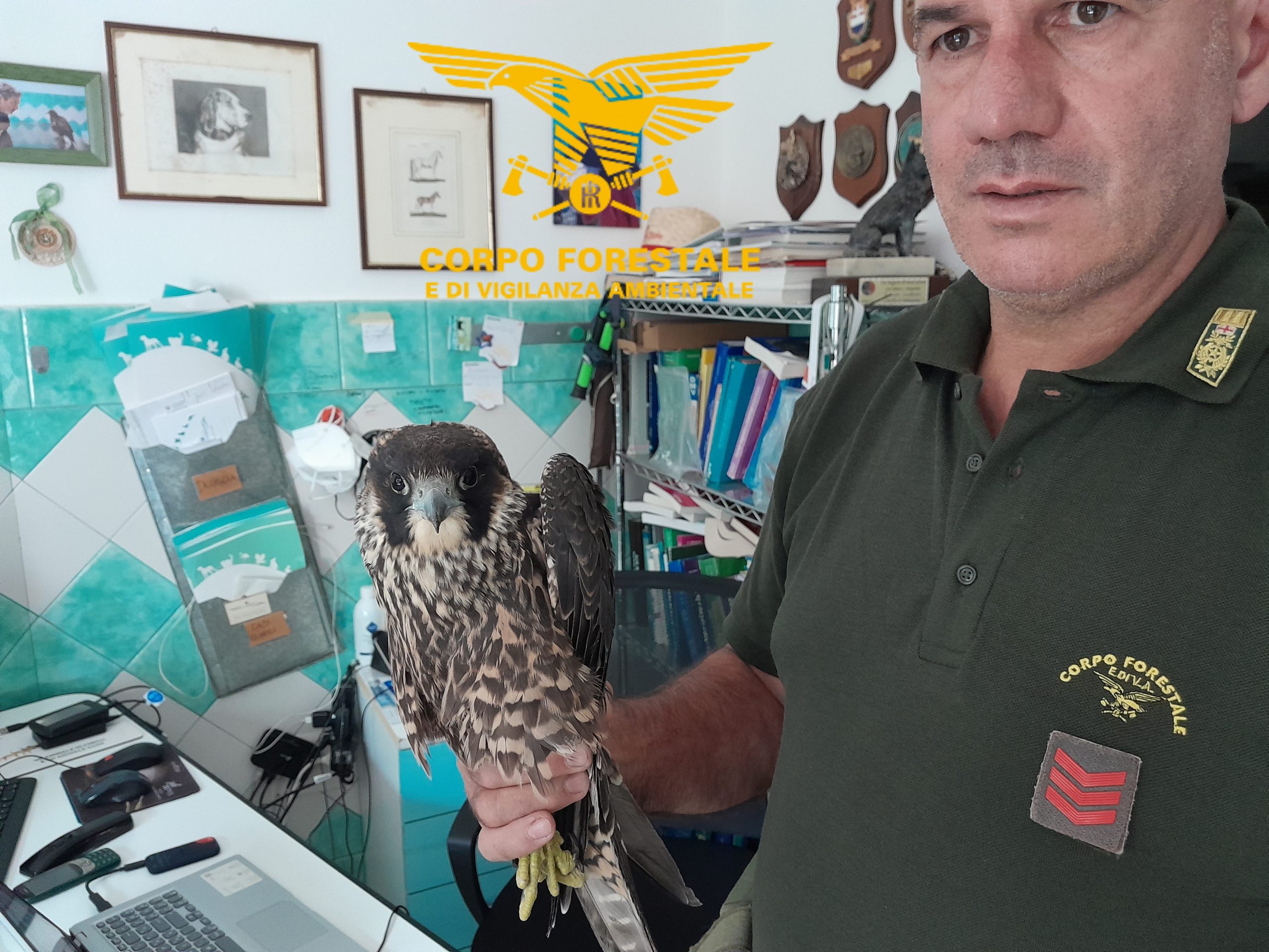 Falco pellegrino rischia di morire di stenti nei boschi sardi, salvato all’ultimo dai forestali