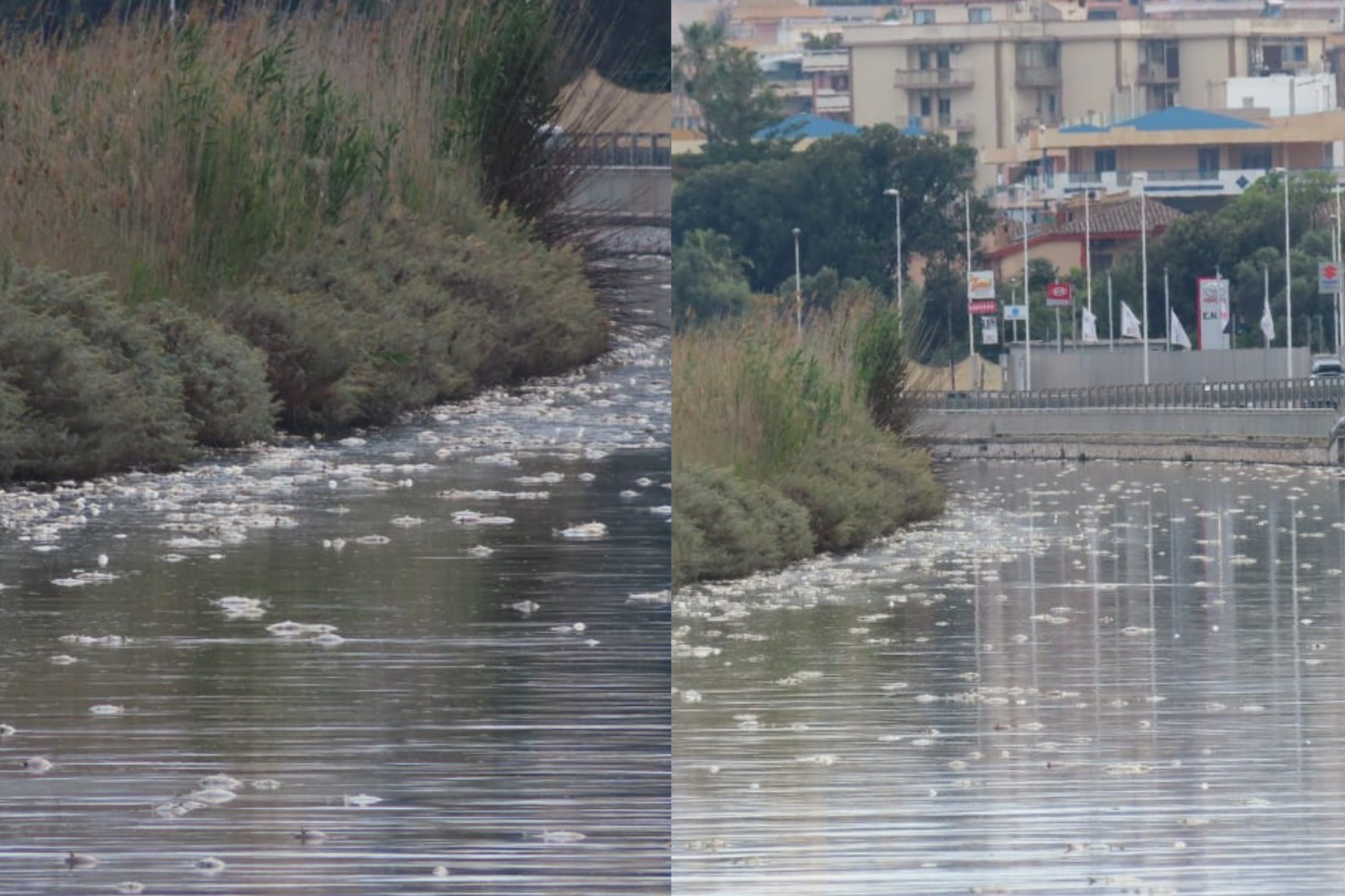 Clima pazzo, a Cagliari l’ennesima strage di pesci a Terramaini