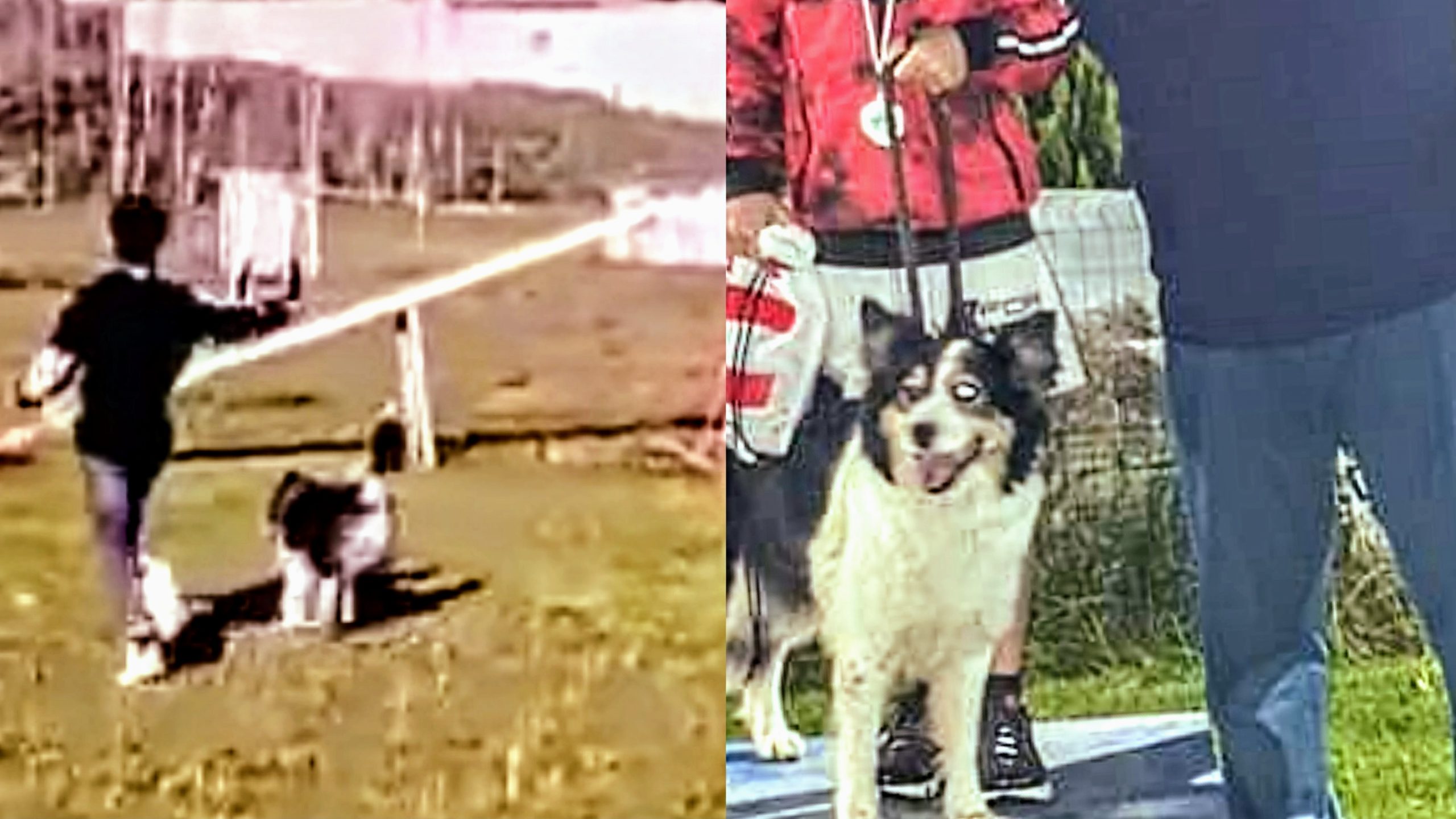 Gergei, un allievo della Sarcidano Agility team ai mondiali in Olanda