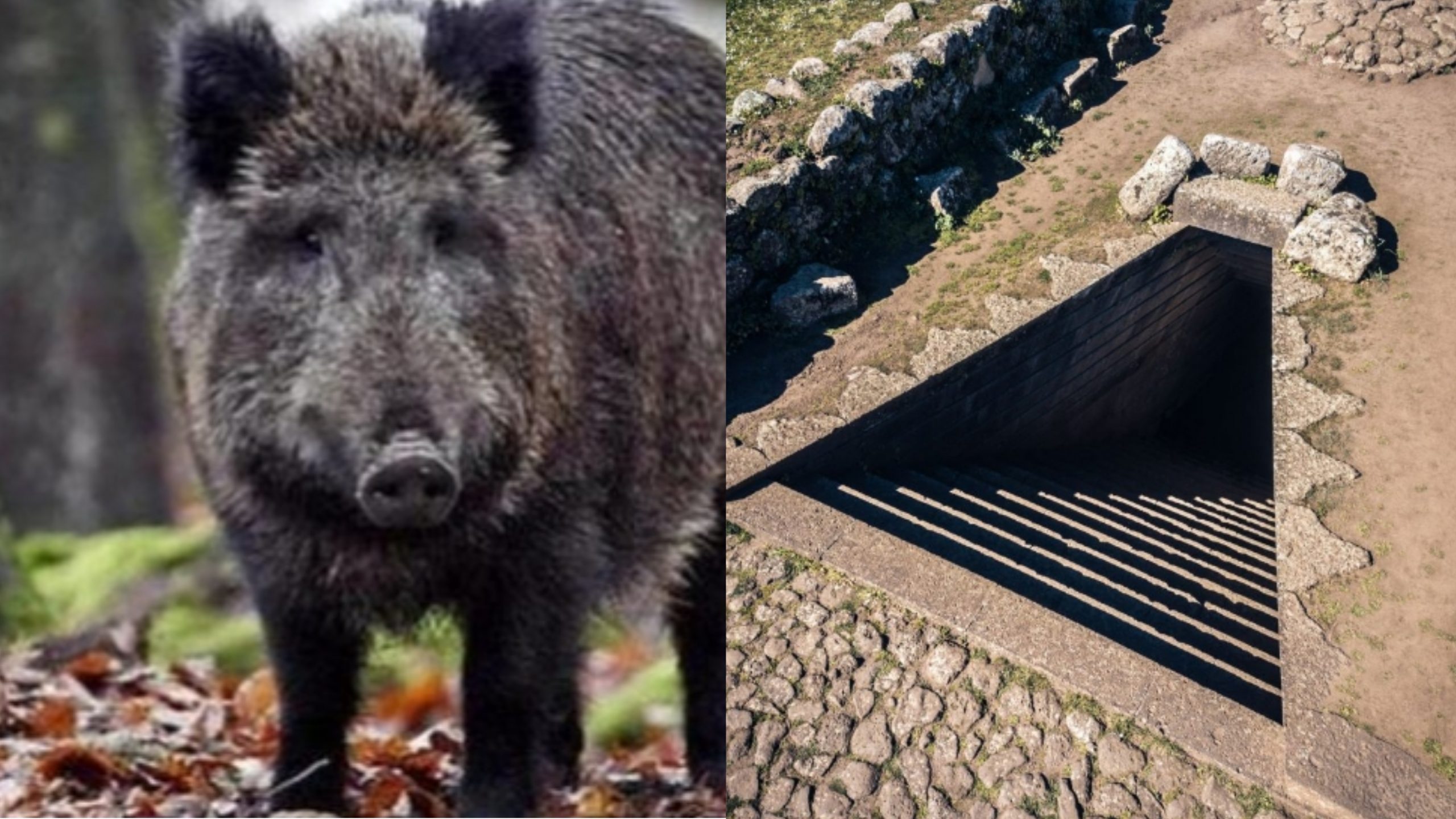 Troppi cinghiali nel sito archeologico di Santa Cristina, via libera all’abbattimento