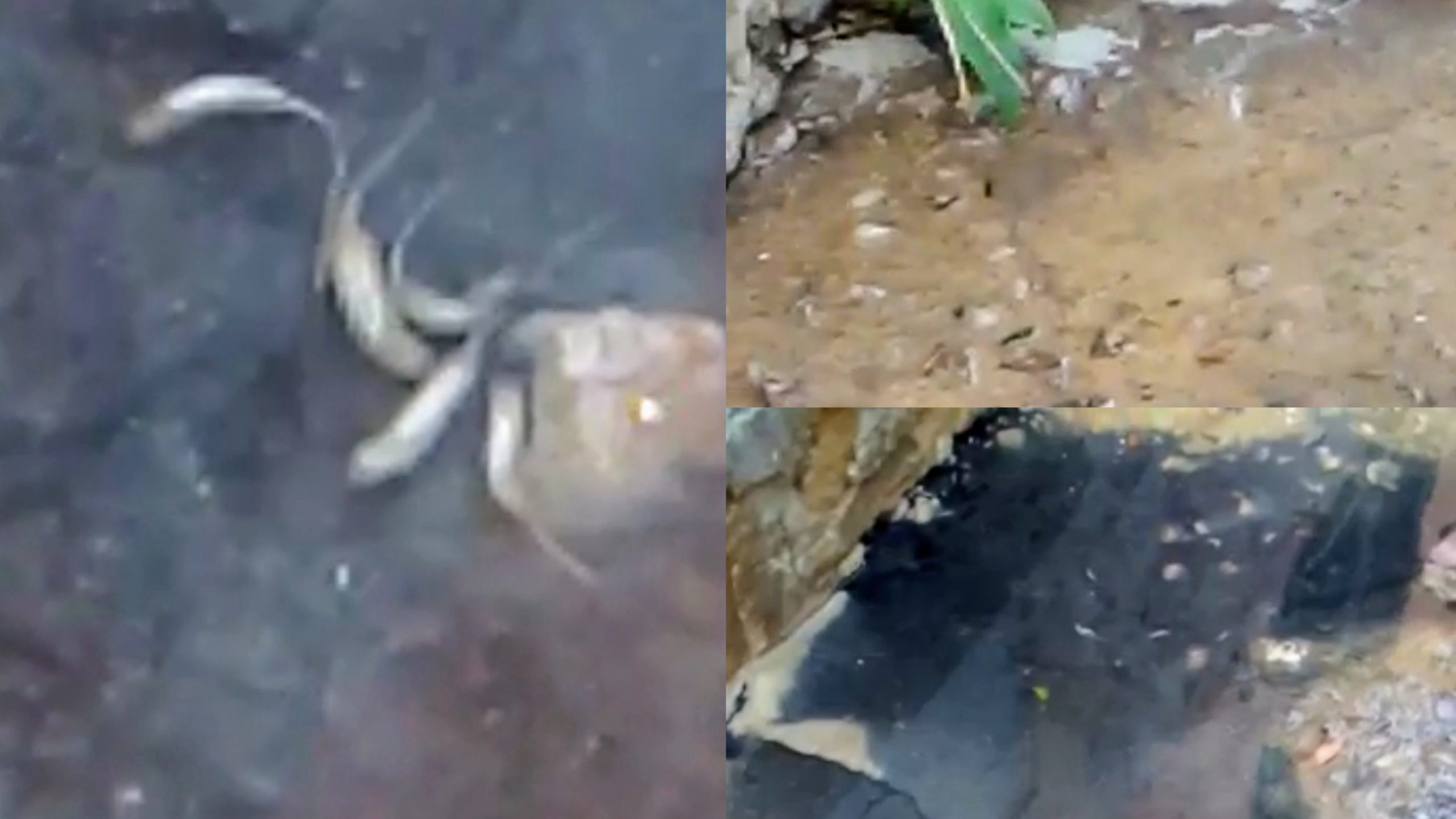 Larve e liquami, è emergenza fogne a Capoterra: esposto ai vigili